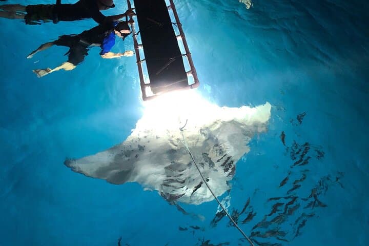 Kona Late-Night Manta Snorkel: Swim with Giant Rays from a 50' Catamaran photo 6