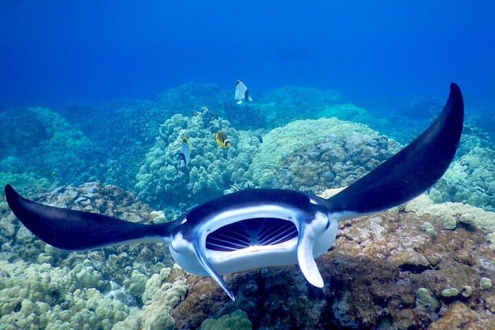 Kona Late-Night Manta Snorkel: Swim with Giant Rays from a 50' Catamaran photo 2