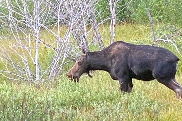 Private Full-Day Grand Teton Tour: Iconic Vistas, Wildlife & Picnic Lunch photo 3
