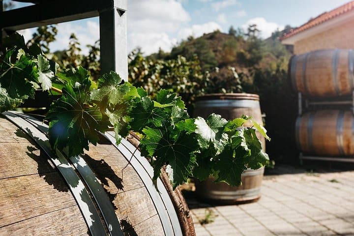 Cyprus Winery Marathon: Full-Day Tour of Troodos Vineyards and Commandaria photo 3