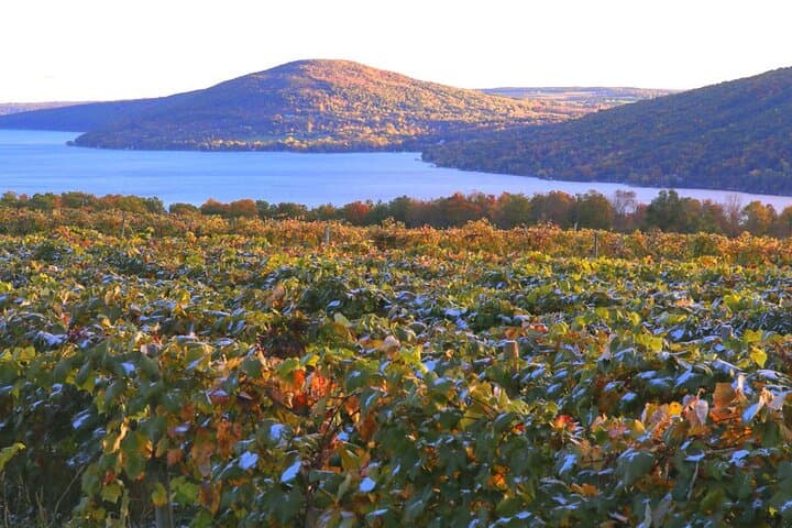 Canandaigua Wine Trail Experience: Guided Finger Lakes Winery Tour and Tastings photo 1