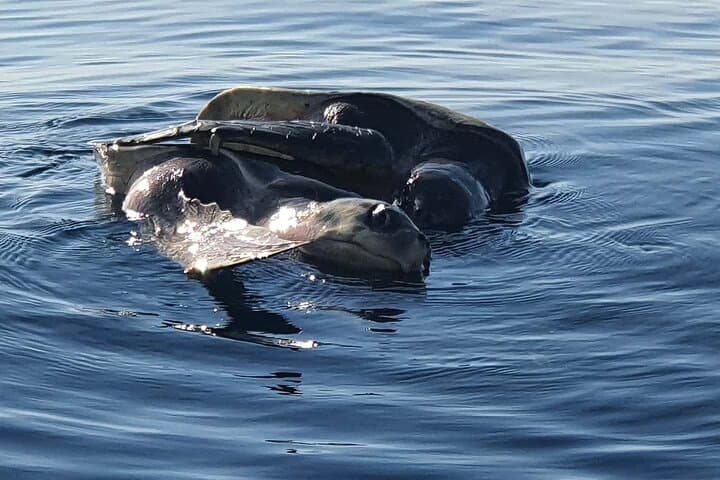 Puerto Escondido Dolphin & Whale Watching: 3-Hour Panga & Snorkel Experience photo 4