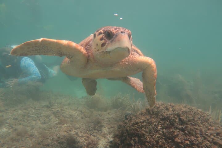 Key West SNUBA Experience: Breathe Underwater Without a Dive Certification photo 2