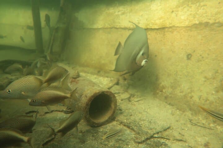 Key West SNUBA Experience: Breathe Underwater Without a Dive Certification photo 6