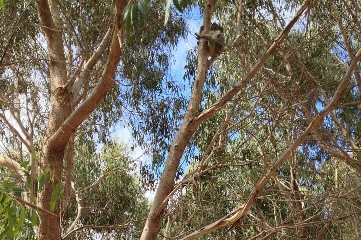 Kangaroo Island in 2 Days: Small-Group 4WD Wildlife Adventure photo 6
