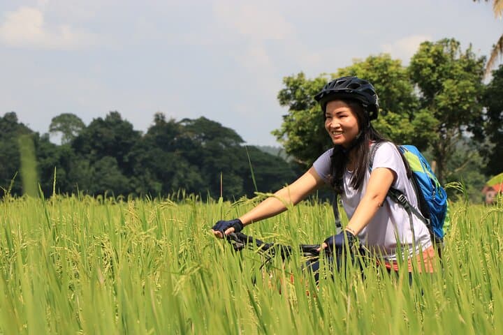 Fields of Gold: Chiang Mai Mountain Biking Through Lanna Rice Country photo 2