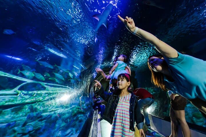 Inside SEA LIFE Arizona: A Cool, Family-Friendly Aquarium Experience in Phoenix photo 4