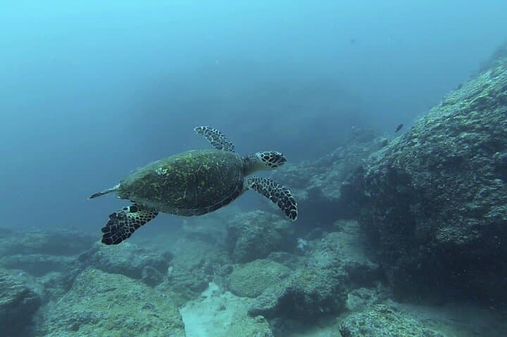 Marietas Islands Certified Diving: Two-Dive Excursion from Sayulita