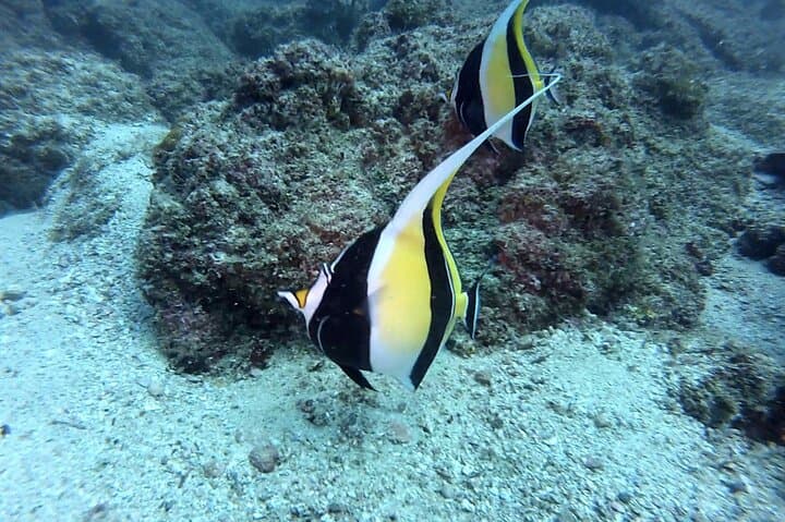 Marietas Islands Certified Diving: Two-Dive Excursion from Sayulita photo 3
