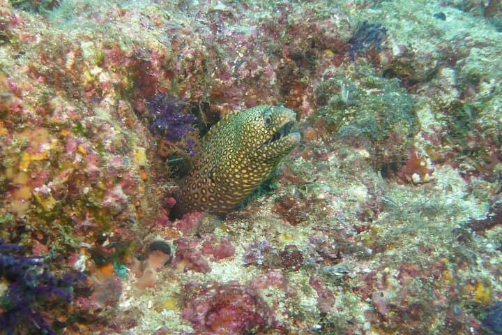 Marietas Islands Certified Diving: Two-Dive Excursion from Sayulita photo 4
