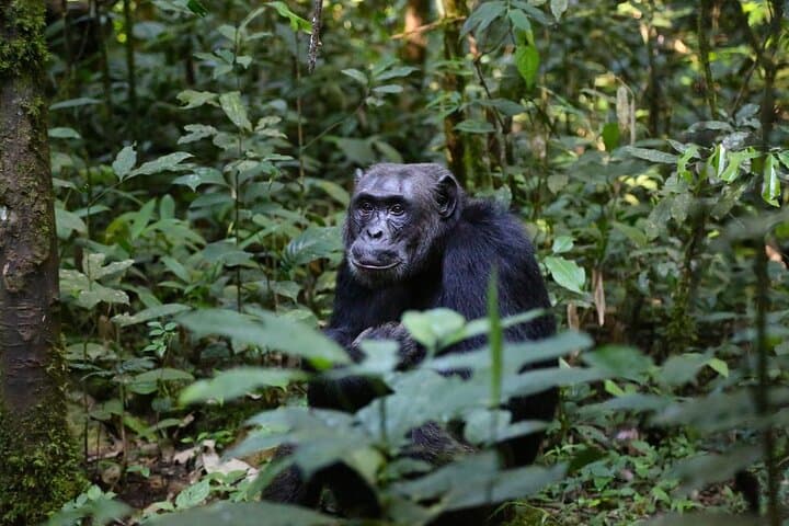 12-Day Uganda Gorillas, Chimpanzees & Wildlife Safari — Bwindi, Kibale, Murchison