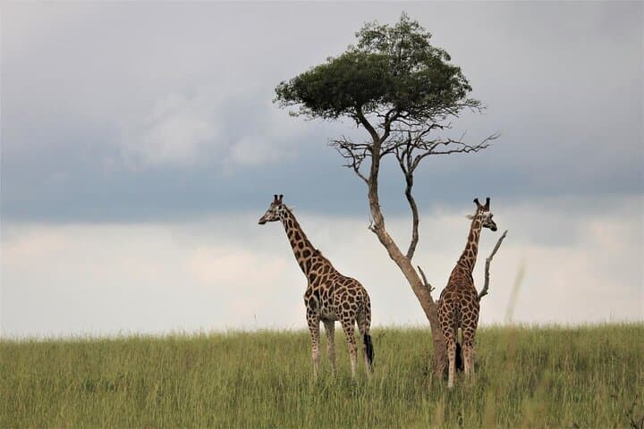 12-Day Uganda Gorillas, Chimpanzees & Wildlife Safari — Bwindi, Kibale, Murchison photo 2