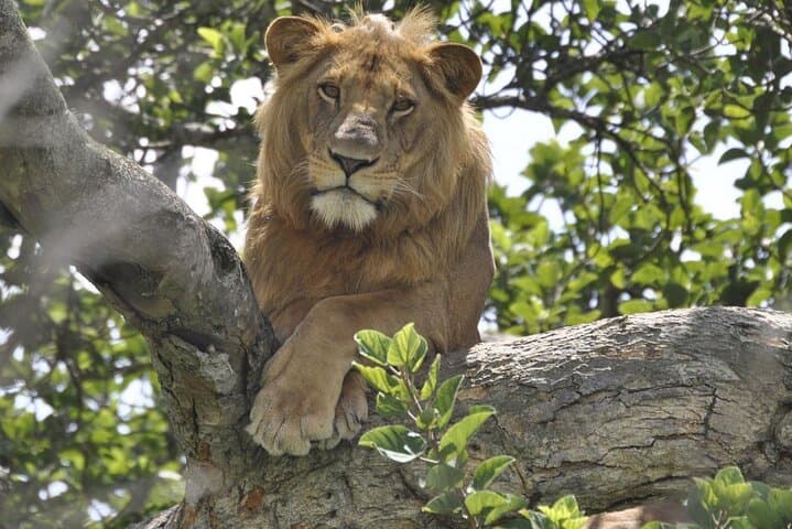 12-Day Uganda Gorillas, Chimpanzees & Wildlife Safari — Bwindi, Kibale, Murchison photo 4