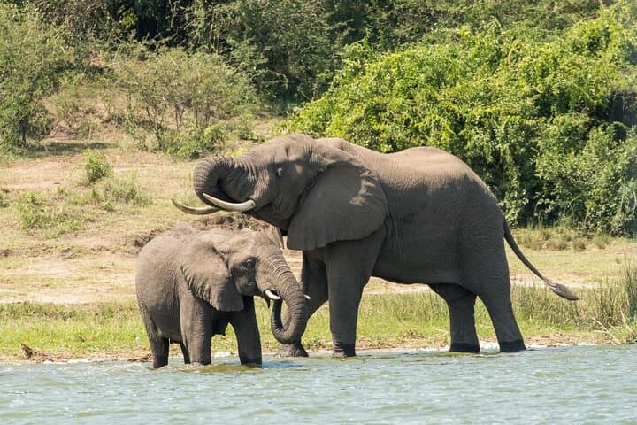 12-Day Uganda Gorillas, Chimpanzees & Wildlife Safari — Bwindi, Kibale, Murchison photo 6