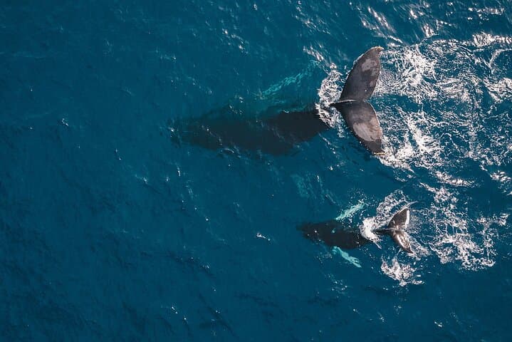 Cabo San Lucas Glass-Bottom Whale Watching Cruise & Tequila Tasting photo 4