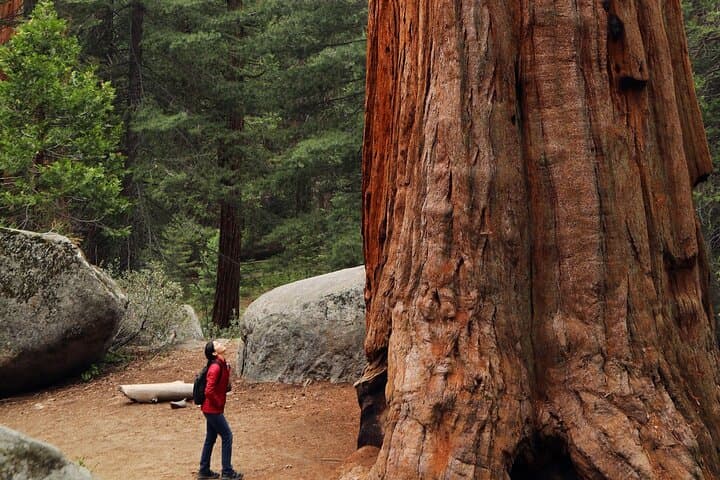 Redwoods, Coastal Views & Sausalito: Day Trip from San Francisco