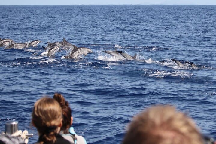 Speedboat Whale and Dolphin Watching in Madeira — Responsible Small-Group Tour photo 3
