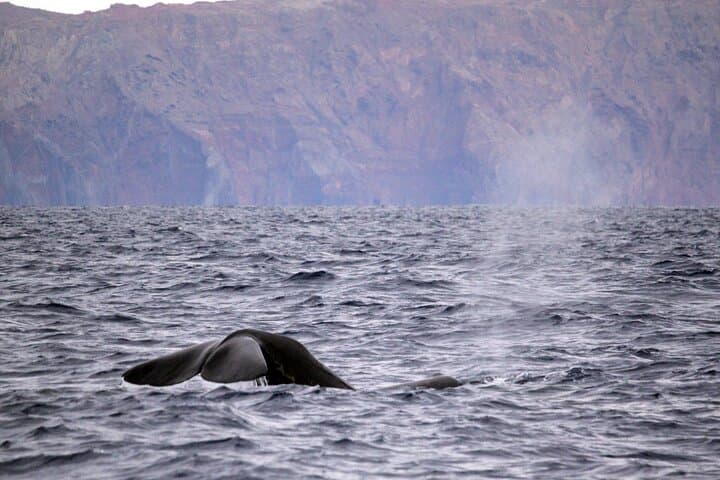 Speedboat Whale and Dolphin Watching in Madeira — Responsible Small-Group Tour photo 4