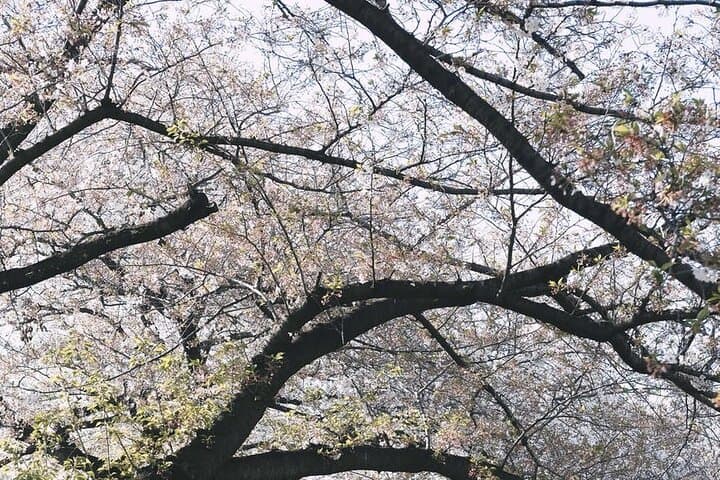 One-Day Private Tokyo Highlights: Imperial Palace, Tsukiji & Harajuku photo 6