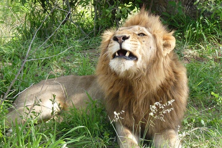 Kruger National Park Full-Day Safari from Hazyview — Big Five Wildlife Drive photo 2