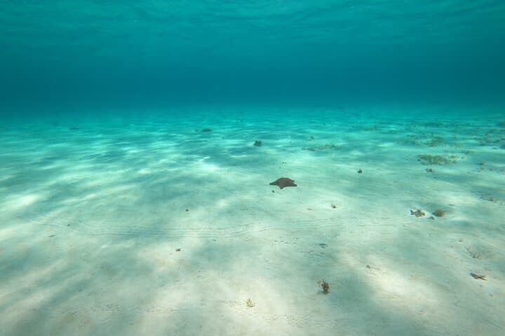 Cozumel El Cielo Snorkel Tour: Glass-Bottom Boat, Shipwrecks & South-Island Reefs (4-Hour) photo 2