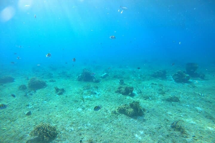 Cozumel El Cielo Snorkel Tour: Glass-Bottom Boat, Shipwrecks & South-Island Reefs (4-Hour) photo 4