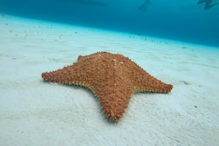 Cozumel El Cielo Snorkel Tour: Glass-Bottom Boat, Shipwrecks & South-Island Reefs (4-Hour) photo 5