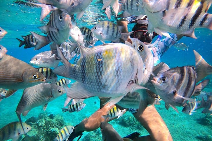 Cozumel El Cielo Snorkel Tour: Glass-Bottom Boat, Shipwrecks & South-Island Reefs (4-Hour) photo 6