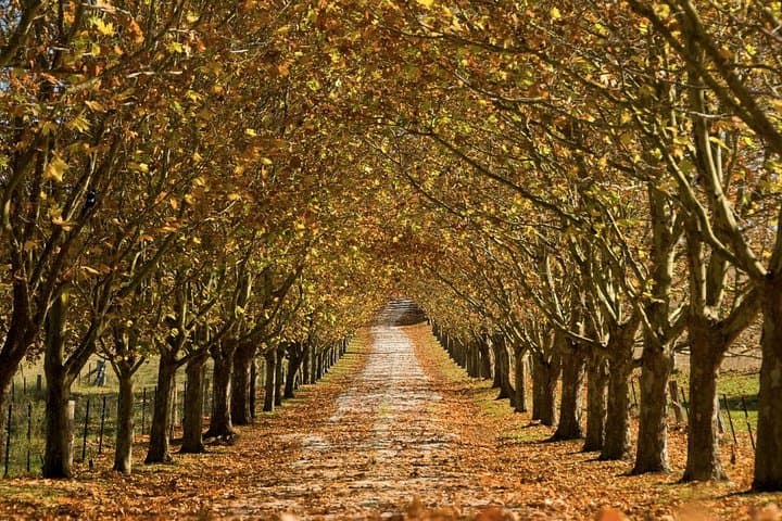 Southern Highlands Private Day Tour: Fitzroy Falls, Bowral, Berrima & Wine Tasting photo 3