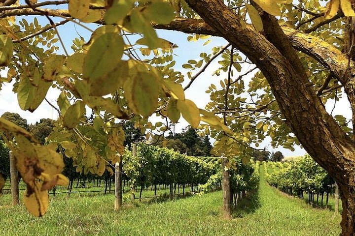 Southern Highlands Private Day Tour: Fitzroy Falls, Bowral, Berrima & Wine Tasting photo 4
