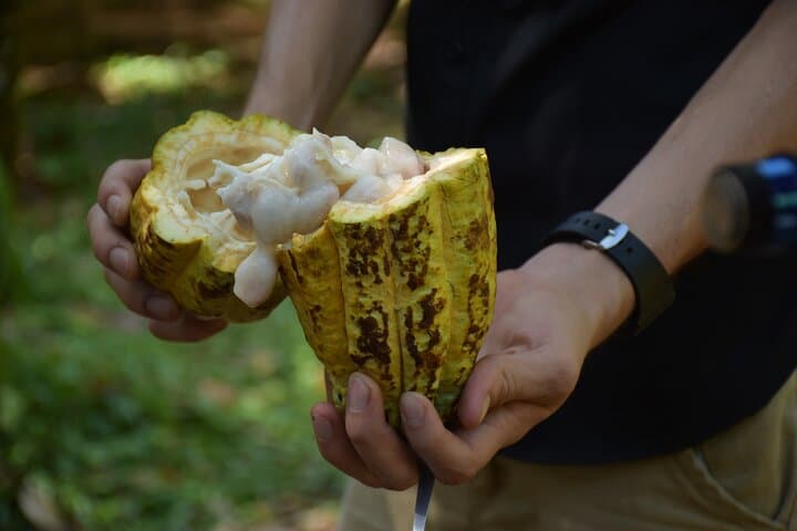 Hands-On Organic Chocolate Tour with Arenal Views photo 3