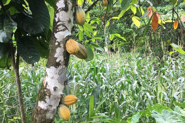 Hands-On Organic Chocolate Tour with Arenal Views photo 2