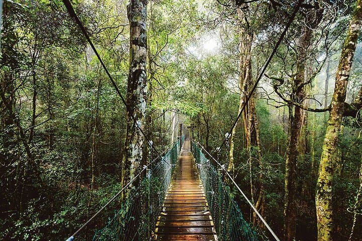 Gold Coast to O'Reilly's: Lamington National Park Tree Top Walk & Stinson Crash Stories