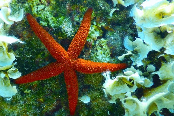 Guided Snorkeling at Paradise Beach, Mykonos — Aegean Marine Life Experience photo 2