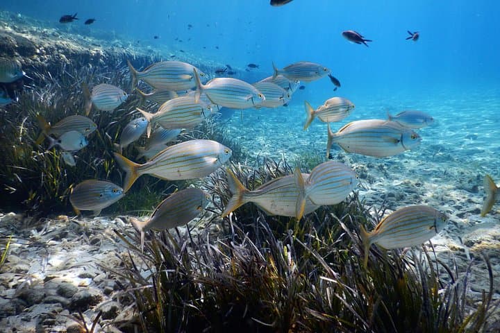 Guided Snorkeling at Paradise Beach, Mykonos — Aegean Marine Life Experience photo 3