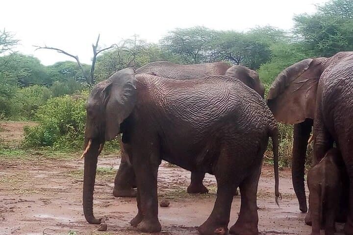 Day Safari to Lake Manyara National Park: Tree-Climbing Lions & Rift Valley Views photo 6
