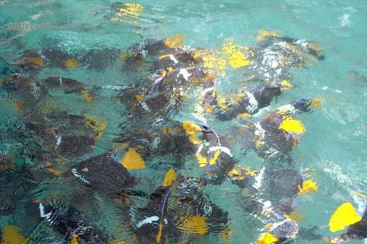 Marietas Islands Eco Discovery — Snorkel Hidden Coves from Sayulita photo 4