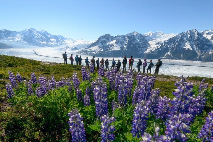 Heli Hiking Near Anchorage — Glacier-Topped Peaks & High-Alpine Meadows