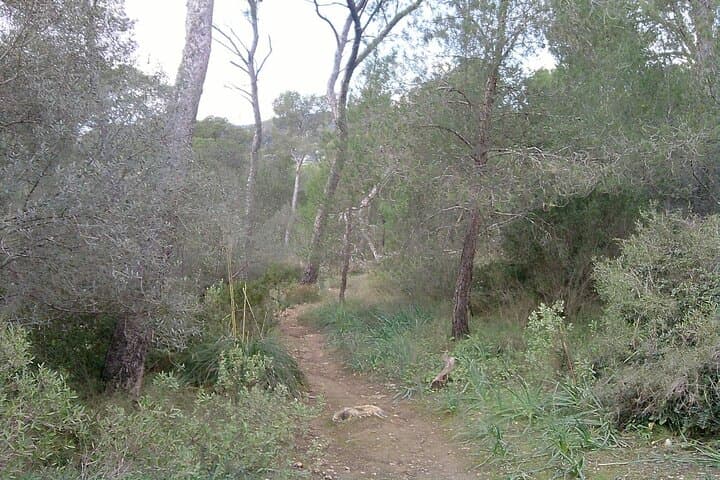 MTB Loop: Bellver Forest to Na Burguesa — Palma Guided Ride (E‑MTB Option) photo 2