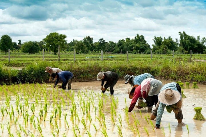 Village Life Tour from Siem Reap: Authentic Cambodian Rural Experience photo 2