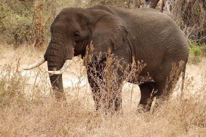 4-Day Safari from Arusha: Tarangire, Serengeti & Ngorongoro — Classic Tanzania Wildlife Circuit photo 3