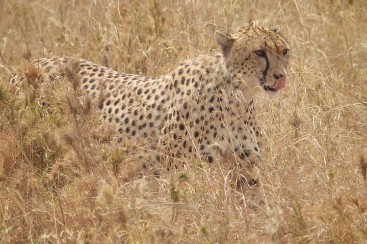 4-Day Safari from Arusha: Tarangire, Serengeti & Ngorongoro — Classic Tanzania Wildlife Circuit photo 4