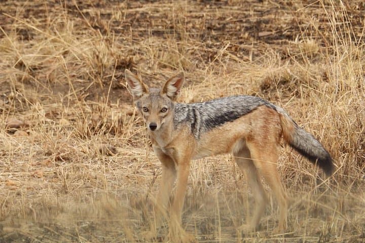Three-Day Serengeti Safari: Seronera Game Drives & Ngorongoro Crater photo 2