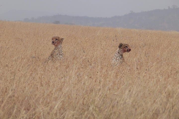 Three-Day Serengeti Safari: Seronera Game Drives & Ngorongoro Crater photo 4