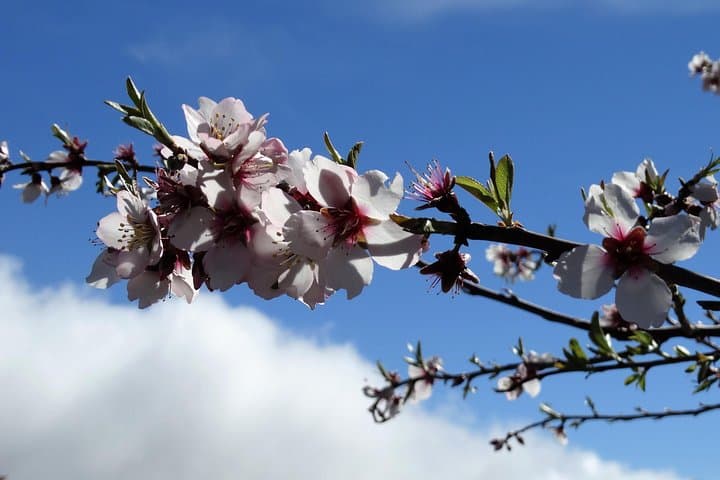 Almond Blossom Trail, Tenerife: Full-Day Walk Through Bloom and Lava photo 1