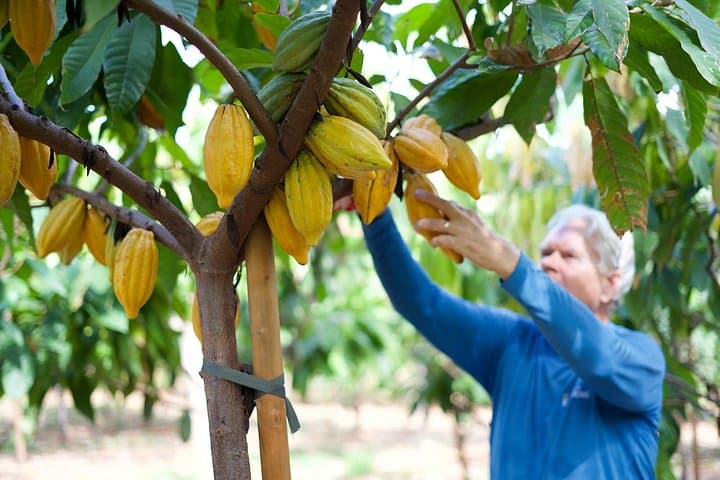 Ku'ia Estate Cacao Farm Tour & Chocolate Tasting — Lahaina Maui Experience photo 1