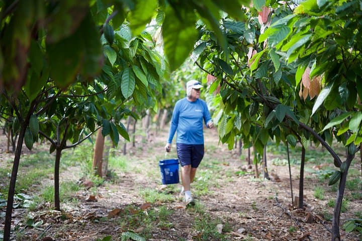 Ku'ia Estate Cacao Farm Tour & Chocolate Tasting — Lahaina Maui Experience photo 3