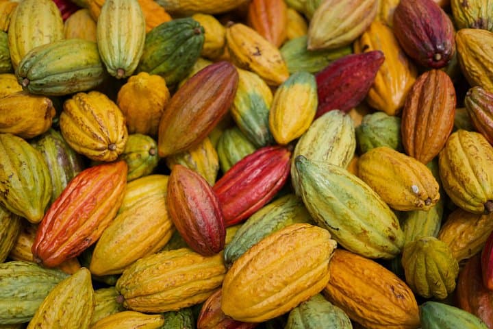 Ku'ia Estate Cacao Farm Tour & Chocolate Tasting — Lahaina Maui Experience photo 4