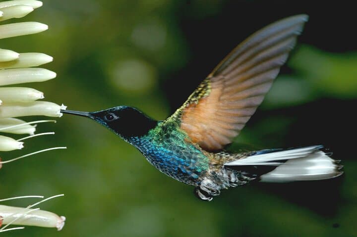 Private Transfer to Mindo: Day Trip from Quito to the Cloud Forest photo 3
