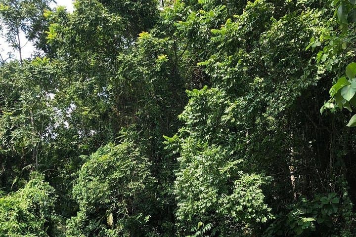 Srimangal Nature Tour: Forest Walks, Tea Gardens & Tribal Village Visit photo 2